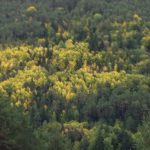 Imagenes otoño Pirineo Aragonés